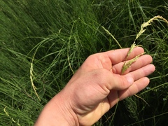 Sphenopholis obtusata