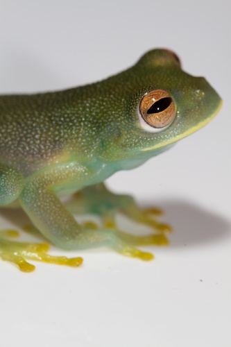 Cochranella granulosa