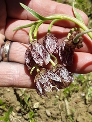 Fritillaria purdyi