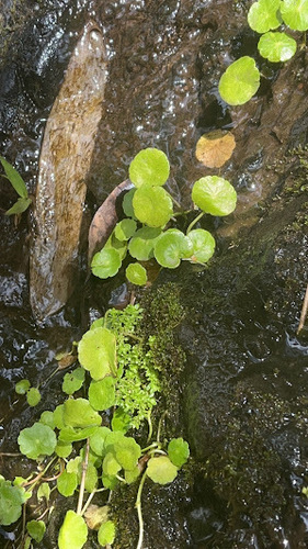 Hydrocotyle verticillata observed 2024-03-23