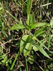 Mentha × piperita