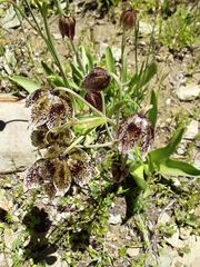 Fritillaria purdyi