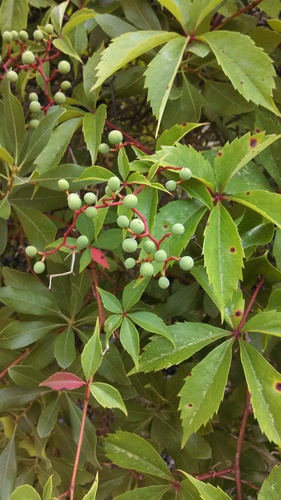 Parthenocissus quinquefolia