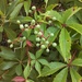 Virginia Creeper