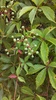 Virginia Creeper - Photo (c) Suzanne Cadwell, some rights reserved (CC BY-NC)