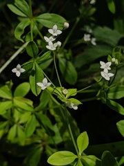 Galium obtusum
