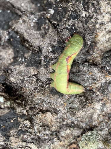 Sandhill Prominent photo 5