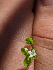 Galium obtusum