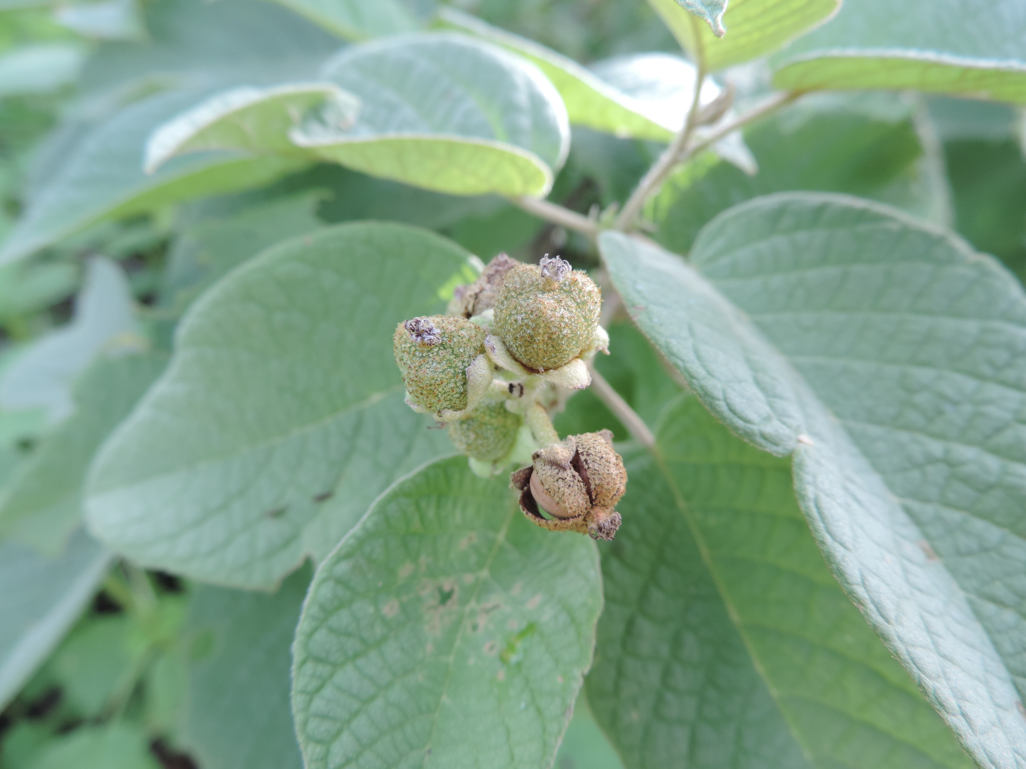 Croton blanchetianus