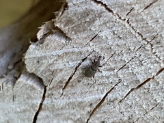 Dryophthorus americanus