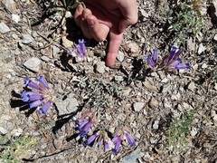 Penstemon purpusii