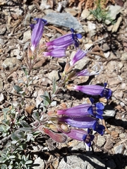 Penstemon purpusii
