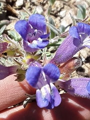 Penstemon purpusii
