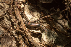 Emoia cyanura
