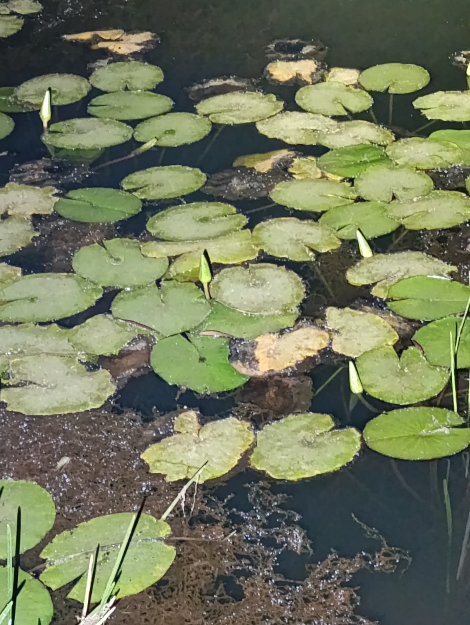 Nymphaea nouchali