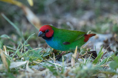 Fiji Parrotfinch photo 5