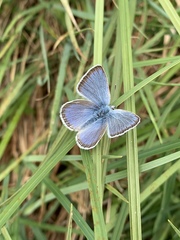 Icaricia icarioides fenderi