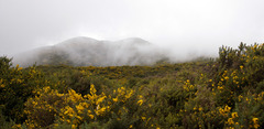 Ulex europaeus, recorded flowering