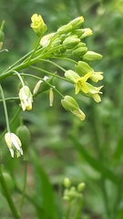 Camelina