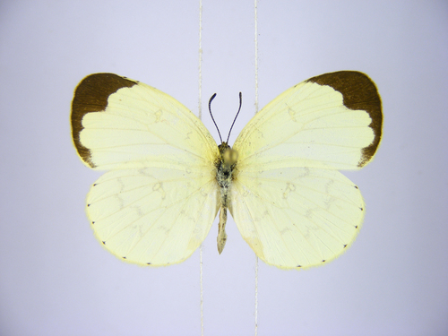 Malagasy Grass Yellow