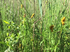 Carex bebbii