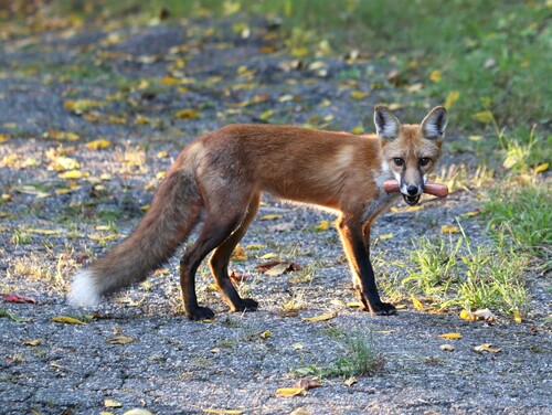 Red Fox photographed in New Jersey