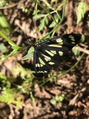 Gnophaela latipennis
