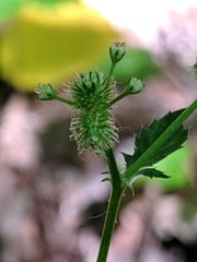 Sanicula trifoliata