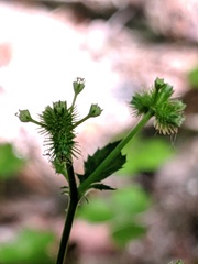 Sanicula trifoliata
