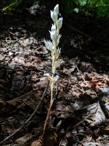 Phantom orchid (Cephalanthera austiniae)