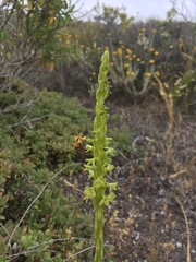 Platanthera michaelii