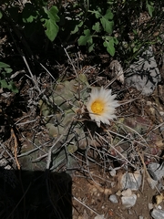 Thelocactus rinconensis