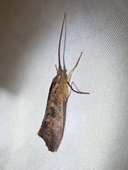 Nemotaulius hostilis