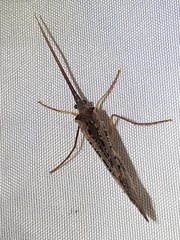 Nemotaulius hostilis