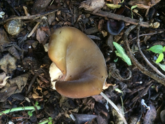 Hohenbuehelia petaloides