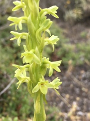 Platanthera michaelii