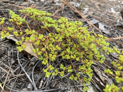 Image of Paronychia herniarioides by no rights reserved