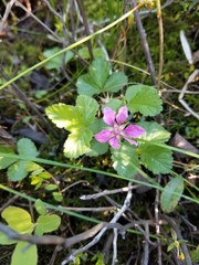 Rubus arcticus acaulis