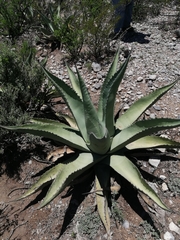 Agave asperrima zarcensis