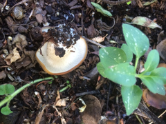 Hohenbuehelia petaloides