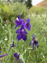 Delphinium menziesii