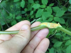 Puccinia komarovii