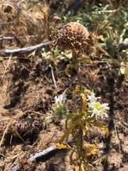 Monardella sinuata nigrescens