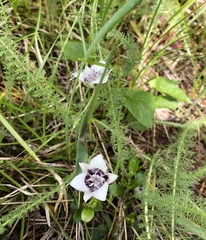 Calochortus elegans
