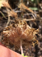 Monardella sinuata nigrescens