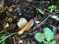 Hohenbuehelia petaloides