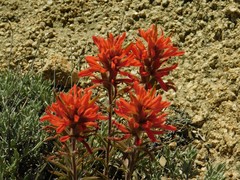 Castilleja chromosa