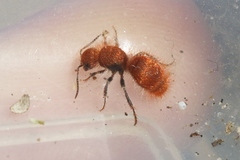 Sphaeropthalma unicolor