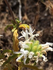 Monardella sinuata nigrescens