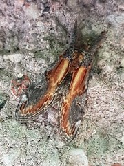 Notodonta scitipennis